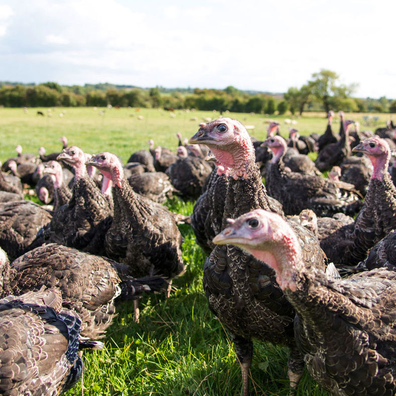 Farm Fresh Turkeys From Wigginton Fields Farm, Tamworth